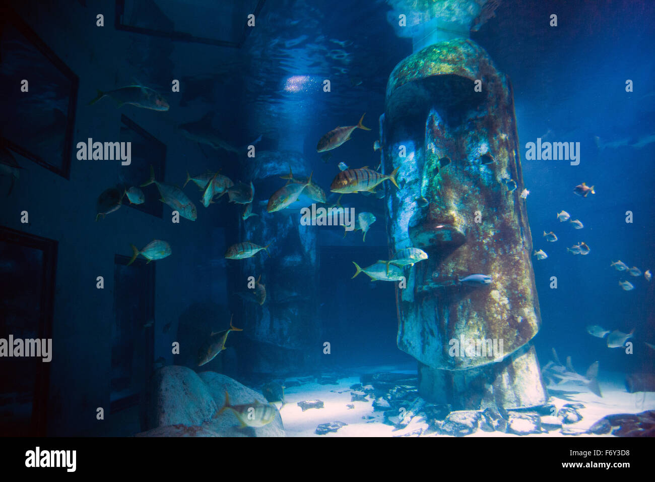 Haifischbecken in das Meer Live London Aquarium, UK Stockfoto