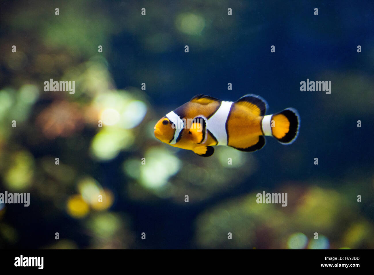 Gemeinsamen Clownfische (Amphiprion Ocellaris) Stockfoto