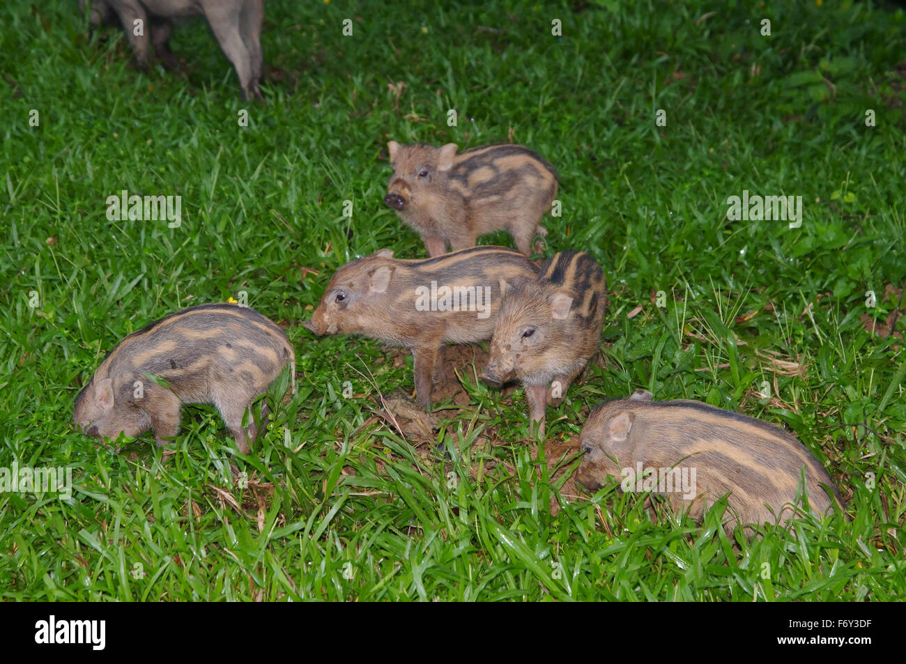 Schwein, Wildschwein, wild Schwein oder eurasischen Wildschwein (Sus Scrofa), Malaysia Stockfoto