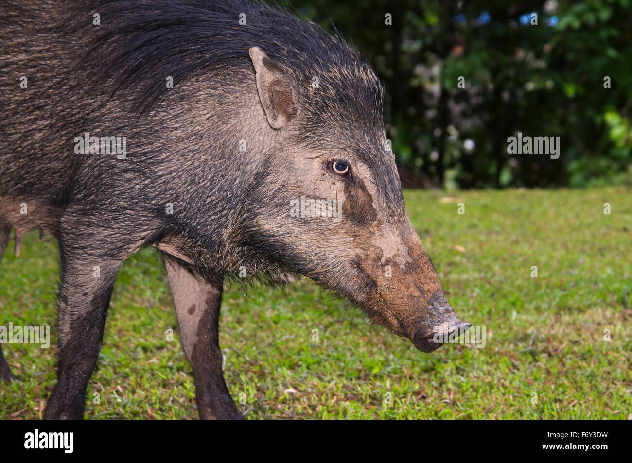 Porträt, Wildschwein, wild Schwein oder eurasischen Wildschwein (Sus Scrofa), Malaysia Stockfoto