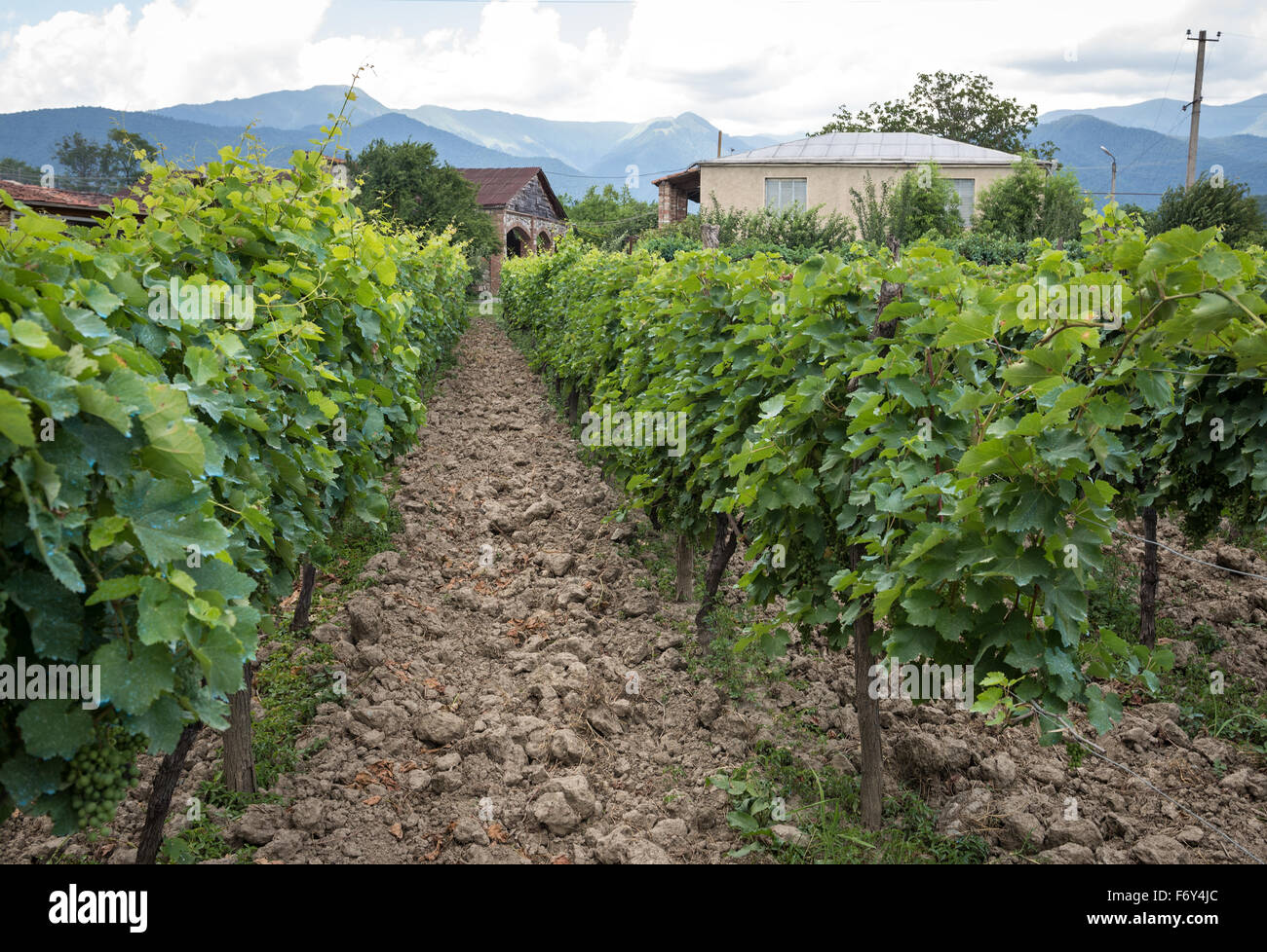 Zwillinge keller weingut Fotos und Bildmaterial in hoher Auflösung