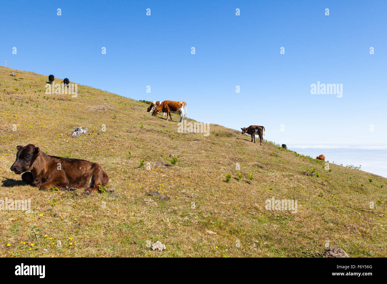 Kuh und Kalb Weide in den Bergen Madeiras Stockfoto