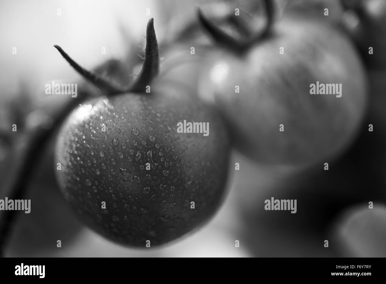 Nahaufnahme Detail Aufnahme der Anbau von eigenen Tomaten in ein ein kleines grünes Haus Stockfoto