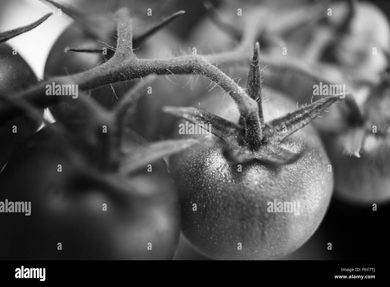 Nahaufnahme Detail Aufnahme der Anbau von eigenen Tomaten in ein ein kleines grünes Haus Stockfoto