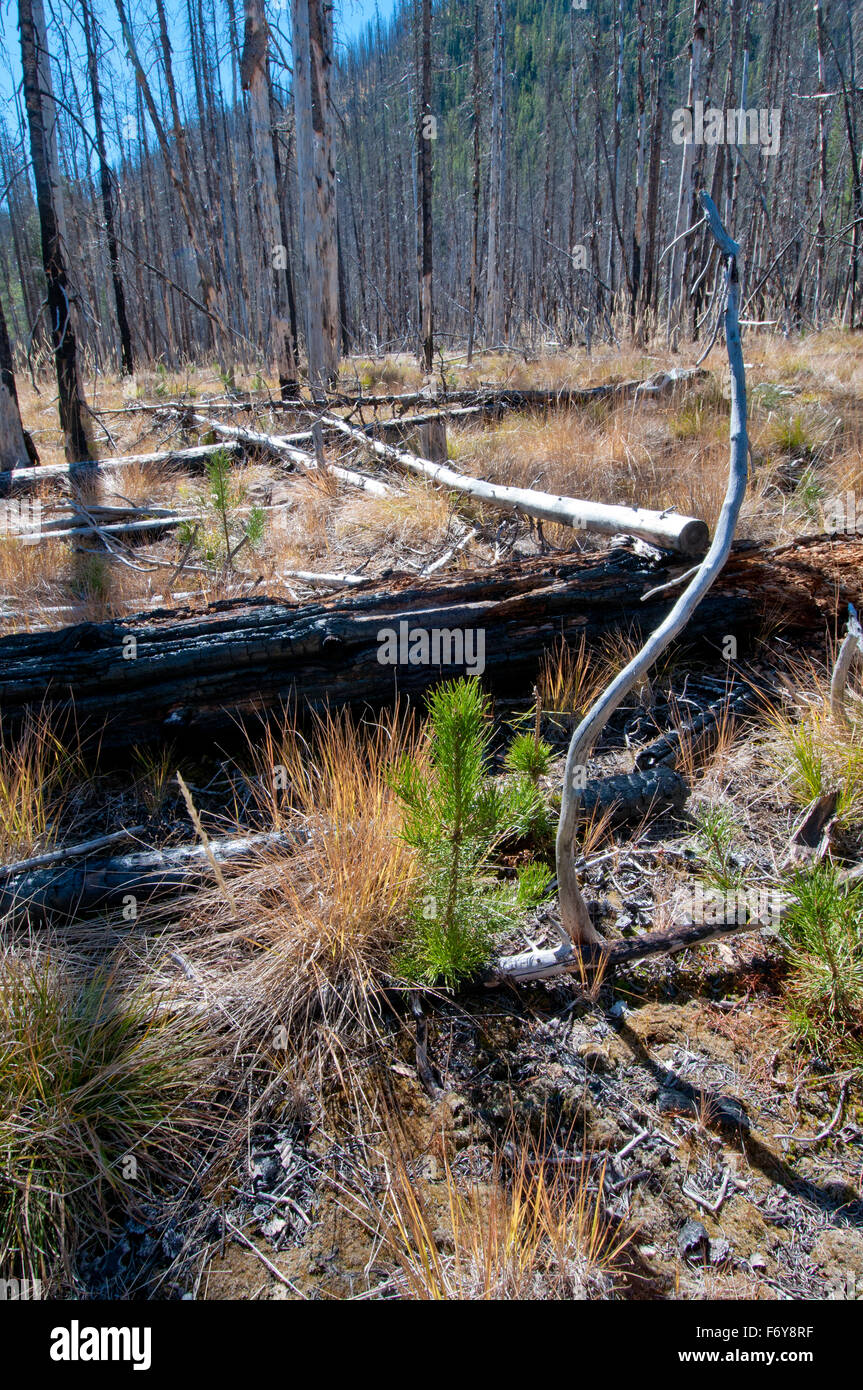 Drehkiefern Sämlinge im Five-Year-Old Wald Feuer Standort in Zentral-Idaho Stockfoto Drehkiefern Sämlinge im Five-Year-Old Wald Feuer Standort in Zentral-Idaho Stockfoto