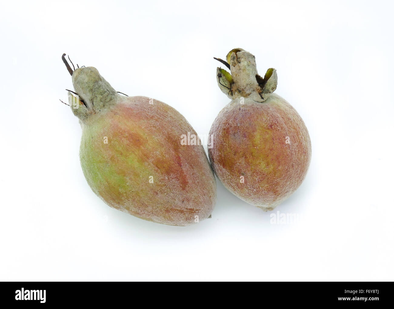Ananas Guave Früchte (Feijoa Sellowiana) sind sehr süß und lang anhaltende Duft strahlt Stockfoto