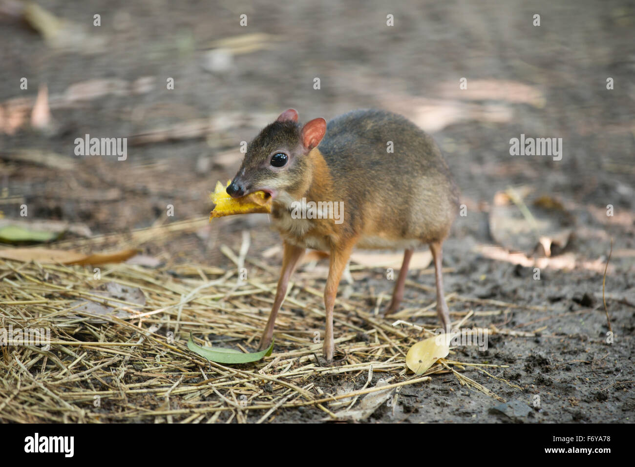 geringerem Mouse Deer wissenschaftlicher Name Tragulus kanchil Stockfoto