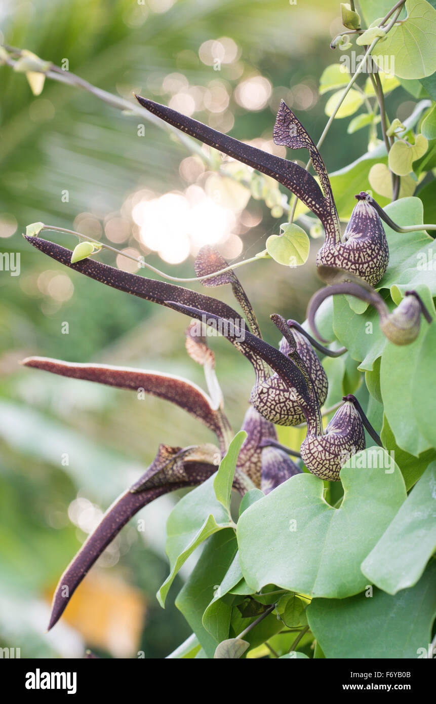 Aristolochia Ringens Vahl oder klaffende dutchman's Pipe Blume Stockfoto