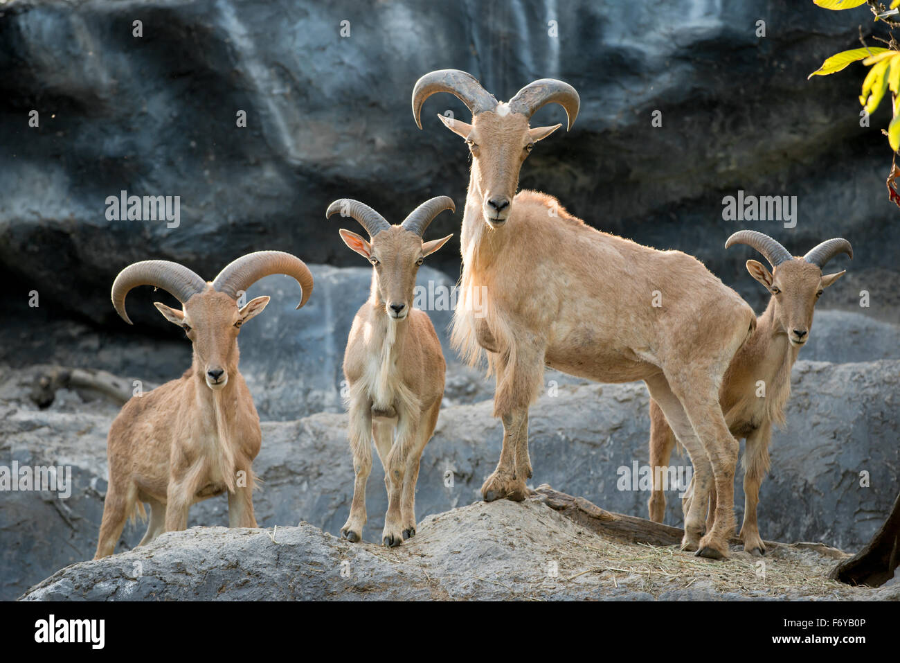 Gruppe der Mähnenspringer oder Aoudad (Ammotragus Lervia) Stockfoto