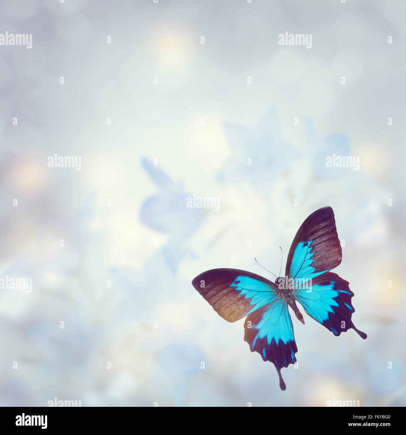 Blaue tropischer Schmetterling für Hintergrund Stockfoto