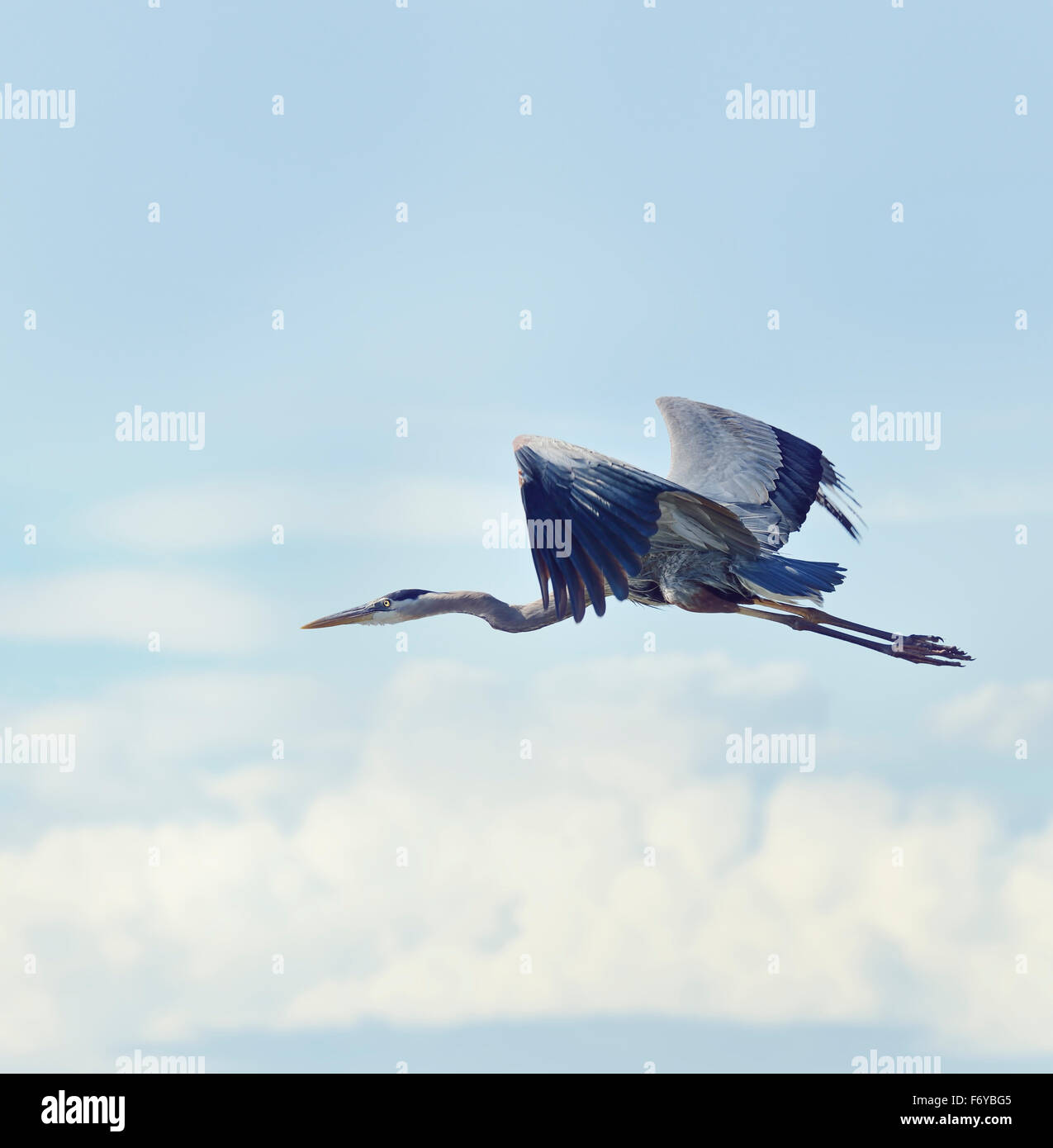 Great Blue Heron im Flug Stockfoto