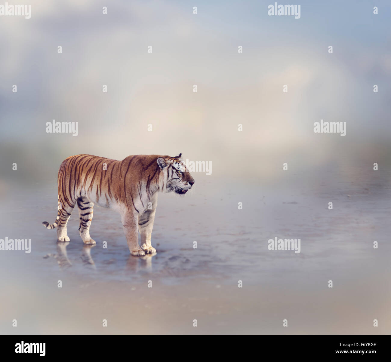 Tiger in der Nähe von Wasser mit Reflexion Stockfoto