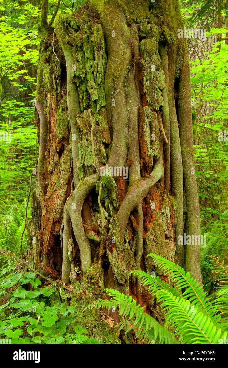 Westliche Hemlocktanne (Picea Sitchensis) auf Krankenschwester stumpf entlang Mücke Creek Trail, Clatsop State Forest, Oregon Stockfoto