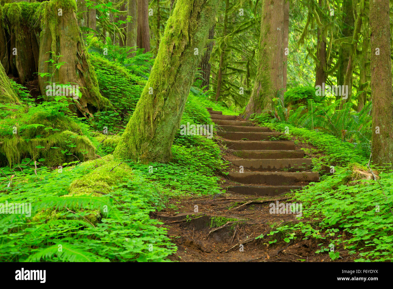 Speckstein Lake Trail Clatsop State Forest Oregon Stockfotografie Alamy
