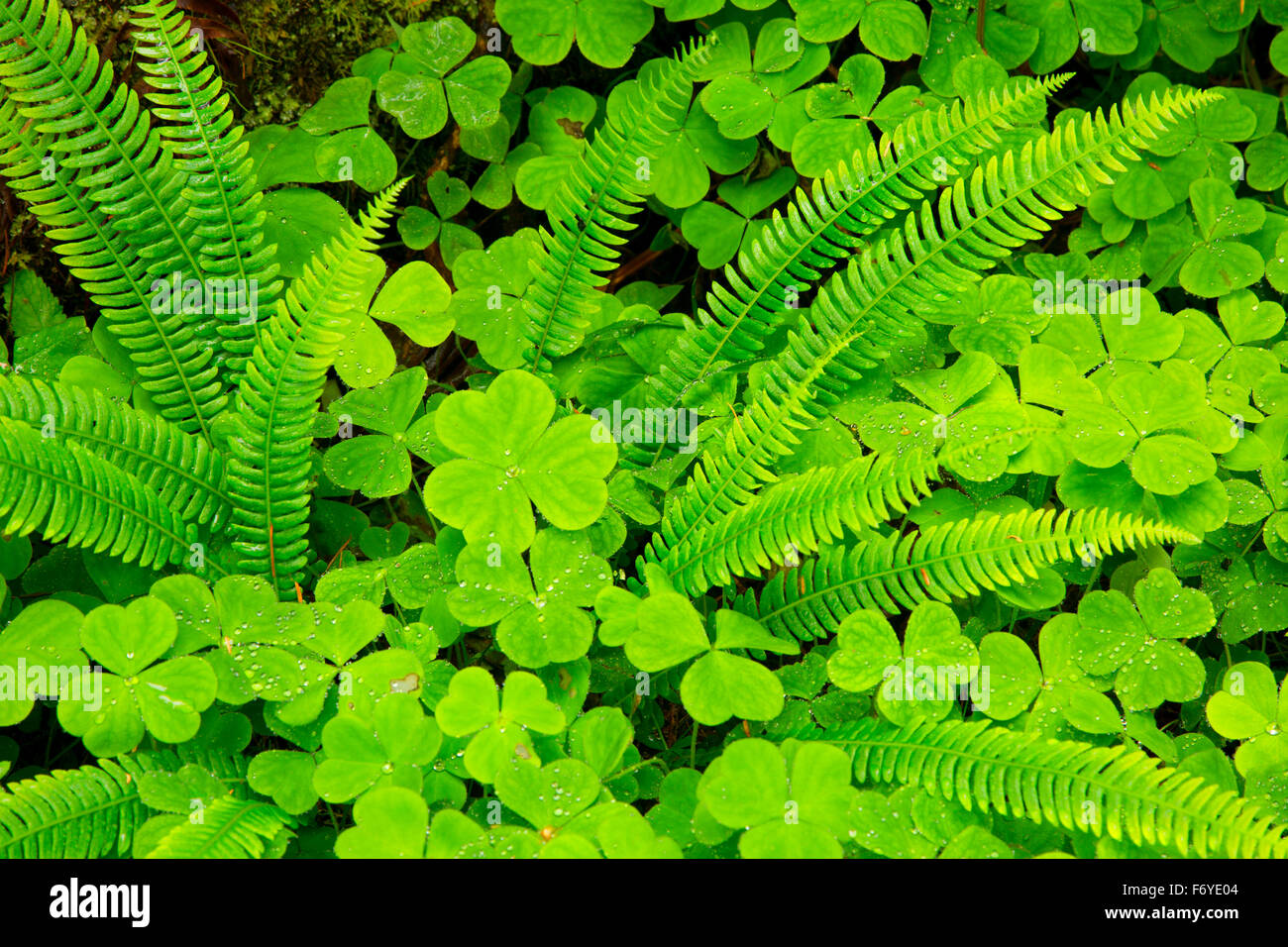 Hirsch-Farn und Oxalis entlang Speckstein Lake Trail, Clatsop State Forest, Oregon Stockfoto