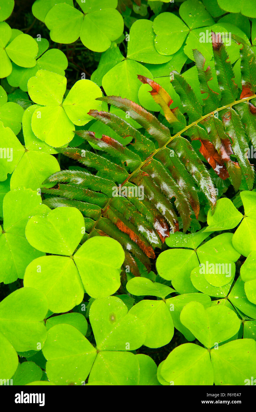 Westlichen Schwert Farn (Polystichum Munitum) mit Oxalis entlang Mücke Creek Trail, Clatsop State Forest, Oregon Stockfoto