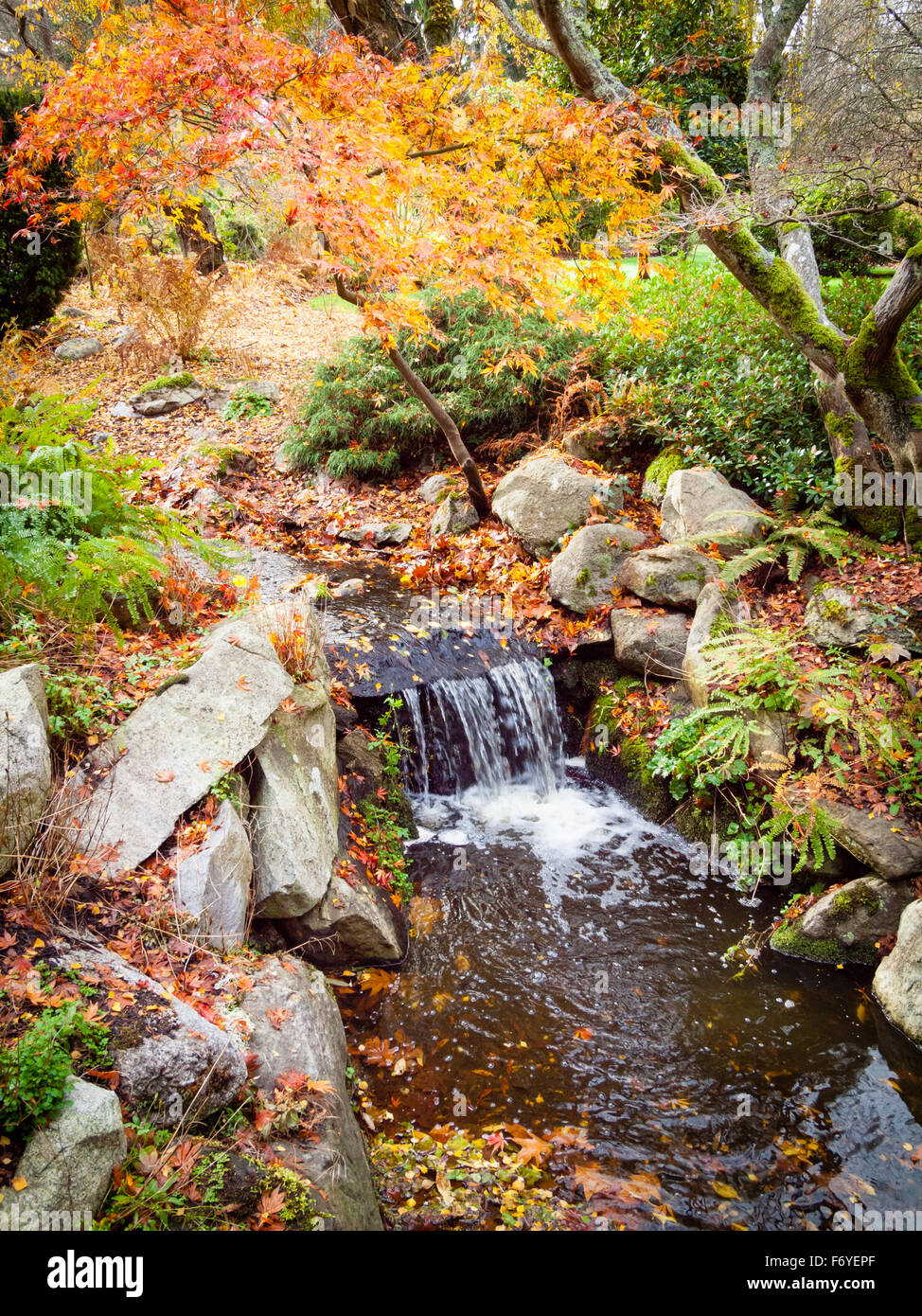 Der Stream, ein Feature auf das Westende von Beacon Hill Park in Victoria, British Columbia, Kanada. Stockfoto