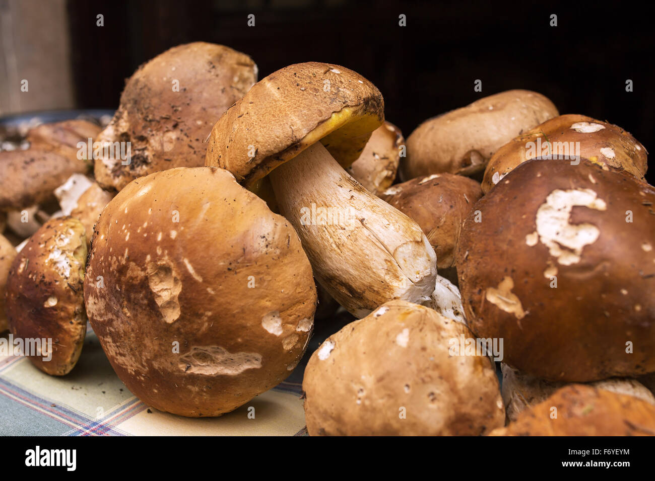 Nahaufnahme paar Steinpilze auf dem Markt in Italien Stockfoto