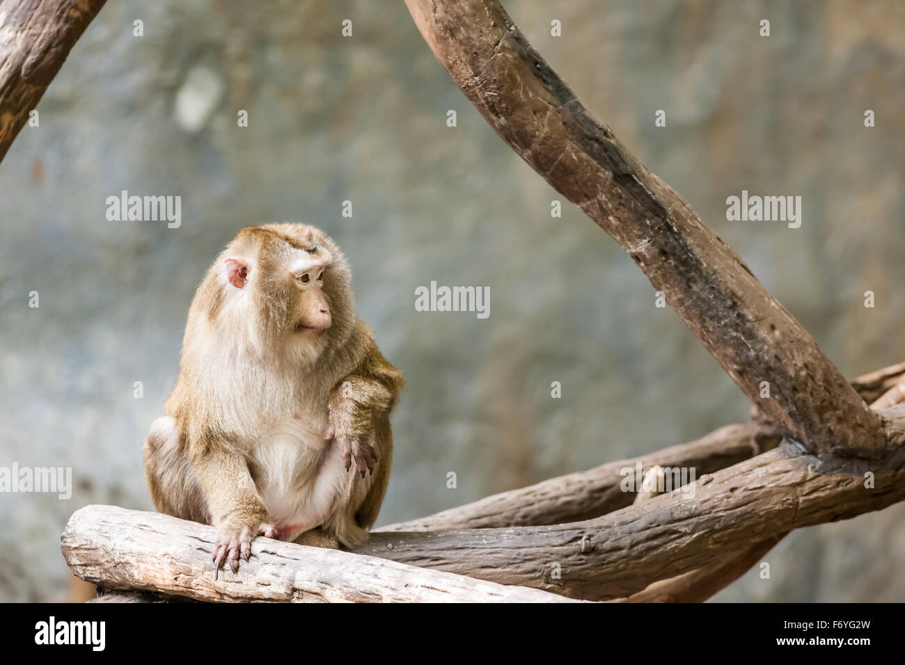 auf einem Hochplateau ist eine südliche Pig tailed macaque Stockfoto