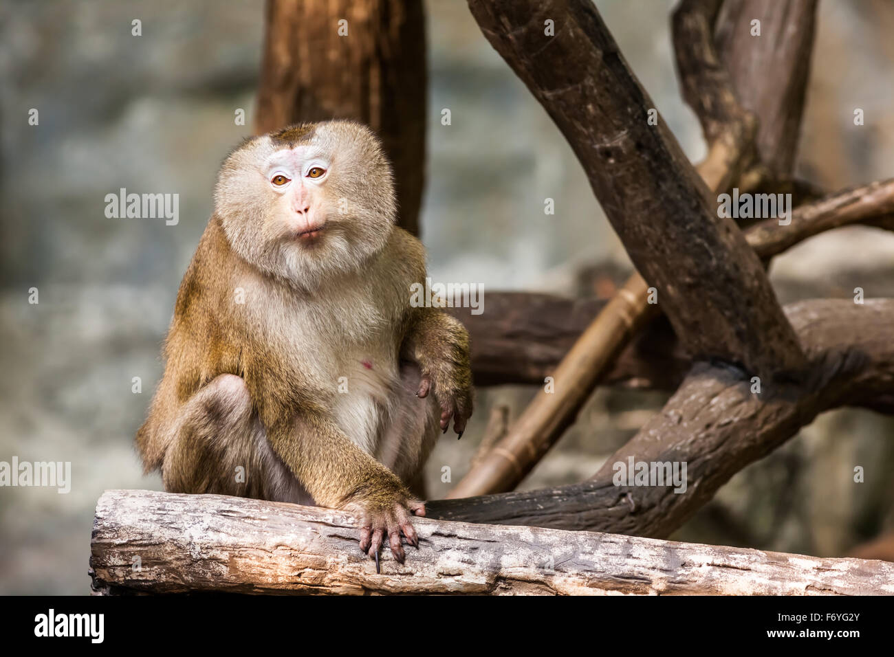 auf einem Hochplateau ist eine südliche Pig tailed macaque Stockfoto