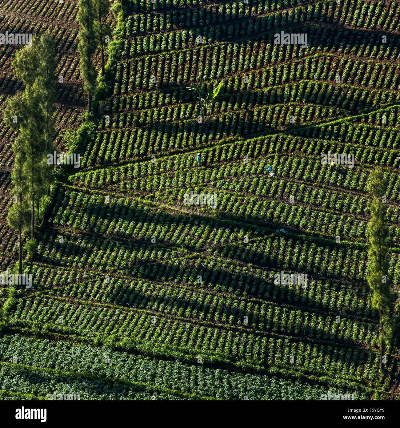 Gemüsekulturen auf den hügeligen Feldern. Java, Indonesien. Landwirtschaft-Hintergrund Stockfoto
