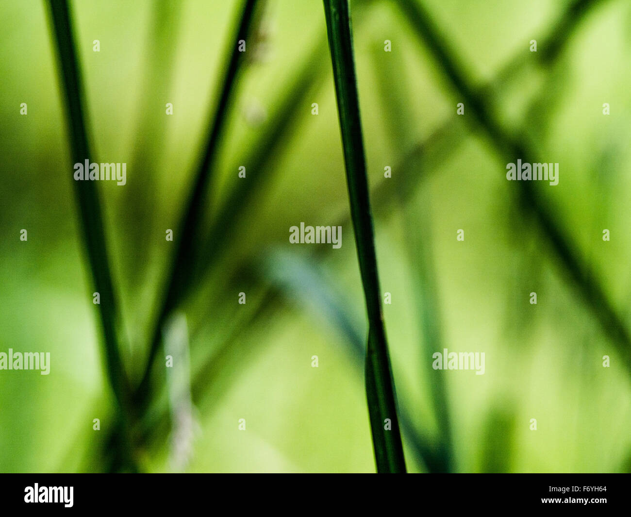 Grün abstrakt. Dunkle Linien auf der grünen Wiese. Stockfoto