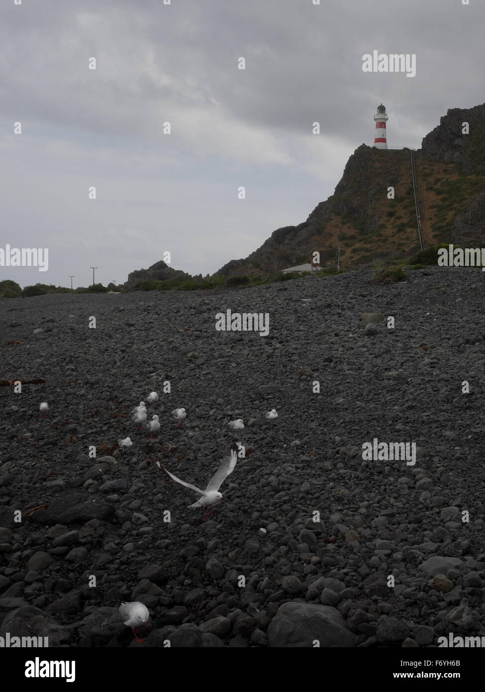 Möwen auf einem felsigen Strand unten Cape Palliser Lighthouse, Wairarapa, Neuseeland Stockfoto