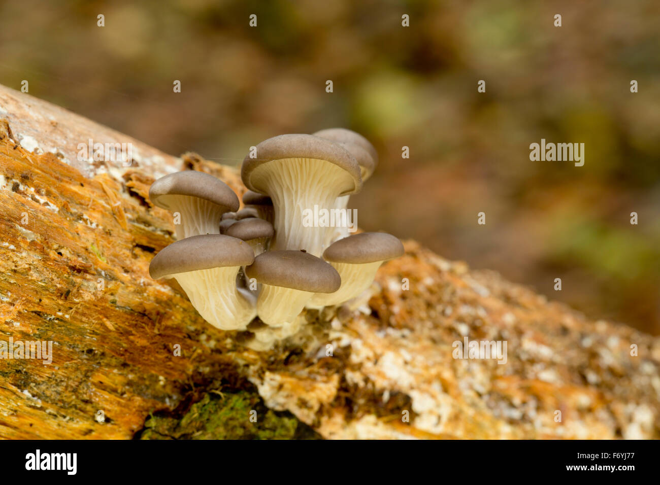 Austernpilz; Pleurotus Ostreatus Reflektor eingesetzt; Berkshire; UK Stockfoto