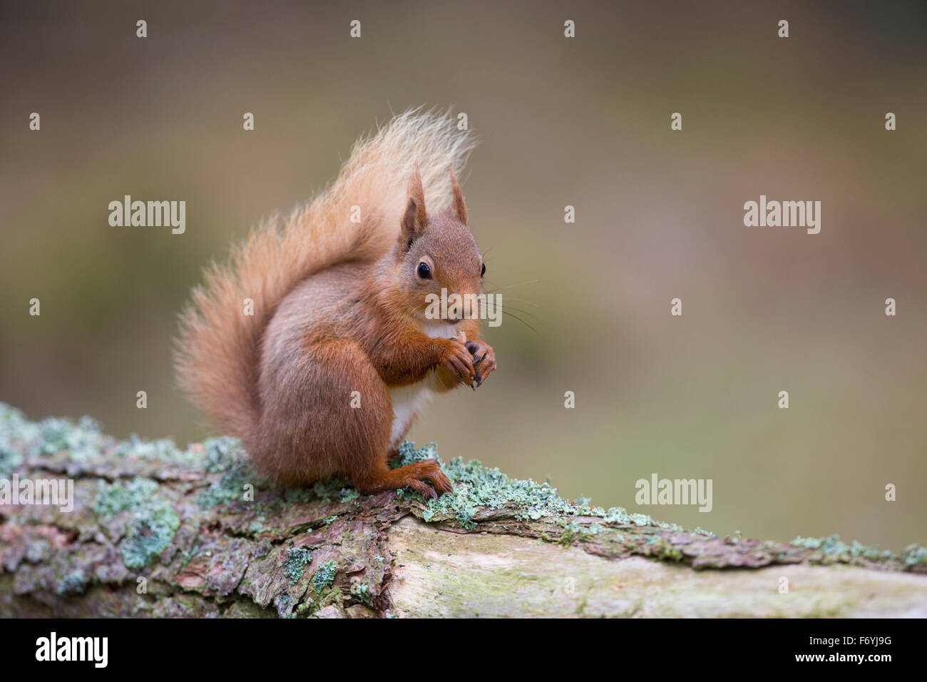 Eichhörnchen; Sciurus Vulgaris Single auf dem Protokoll zu essen; Schottland; UK Stockfoto