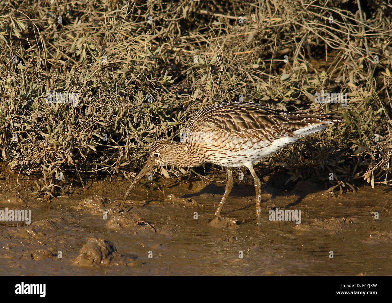 Brachvogel im Schlamm, auf der Suche nach Nahrung. Stockfoto