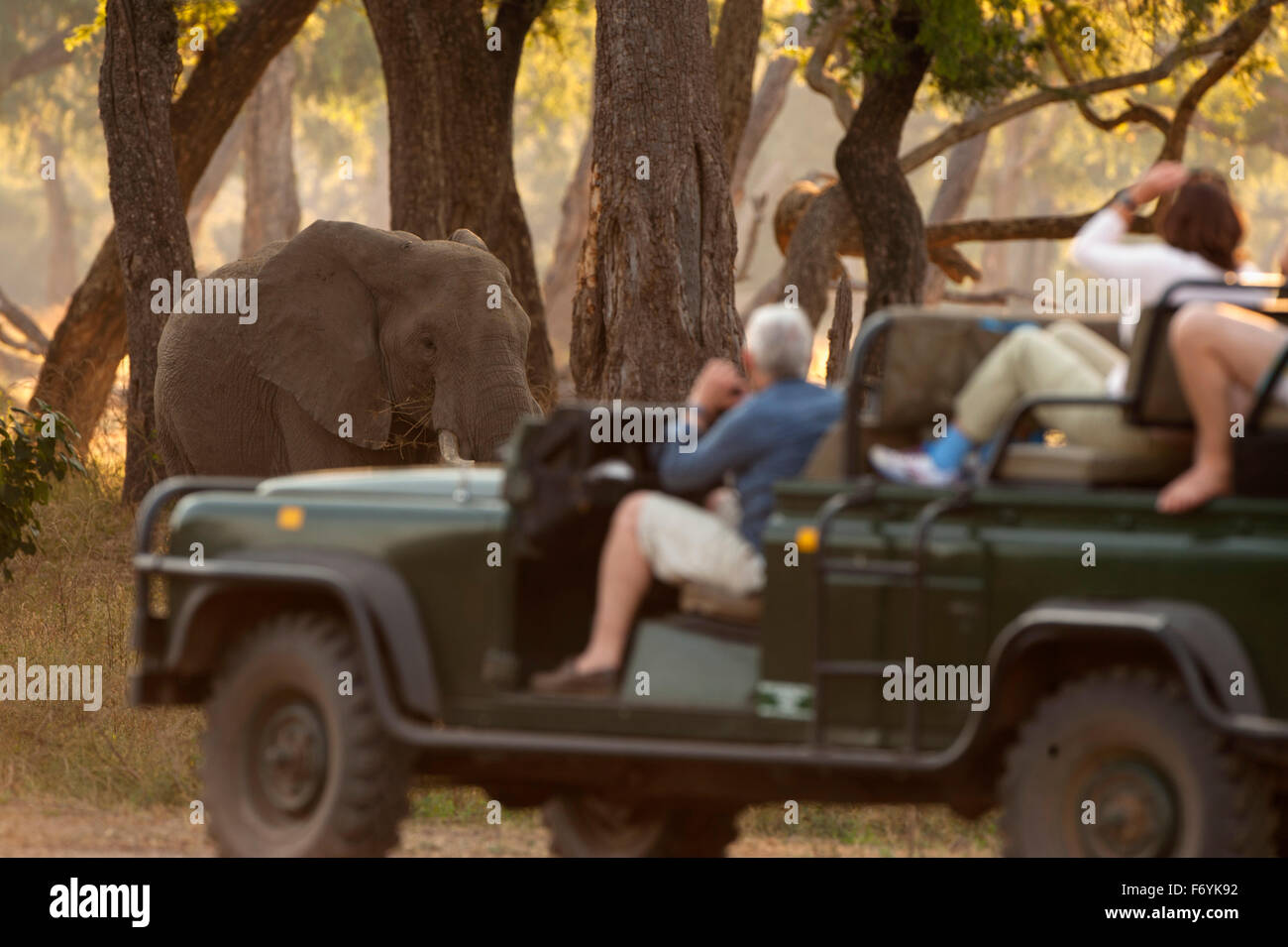 Safari-Fahrzeug afrikanischer Elefant Pirschfahrt Mana Stockfoto