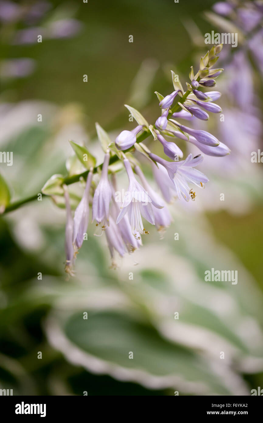 Violette Funkia Blüten Makro, sommergrüne mehrjährige Pflanze in der Familie der Asparagaceae, genannt Hostas oder Wegerich Lilien, Blumen... Stockfoto