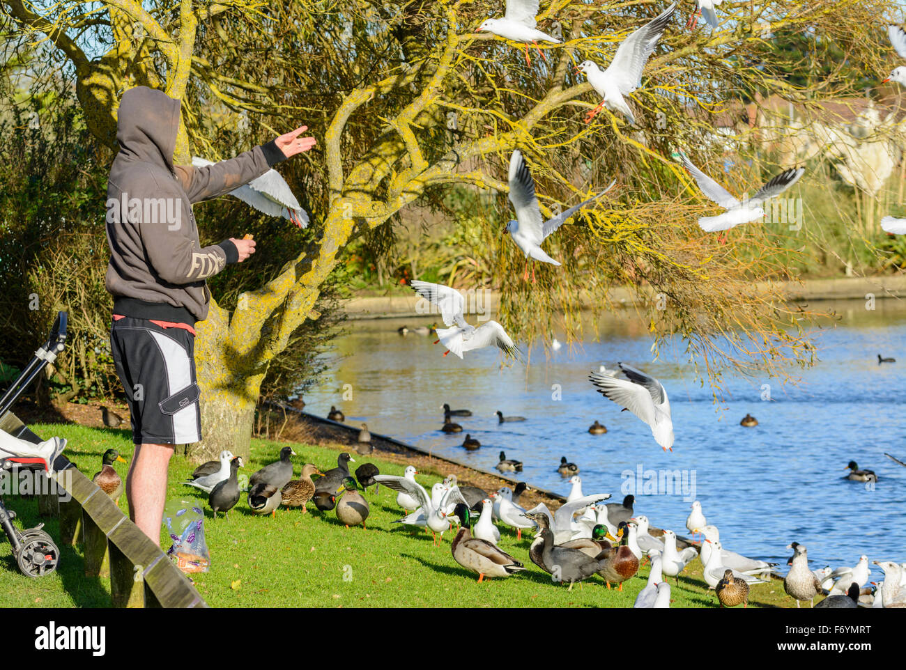Man wirft Brot für Vögel an einem See im Winter in West Sussex, England, UK. Stockfoto