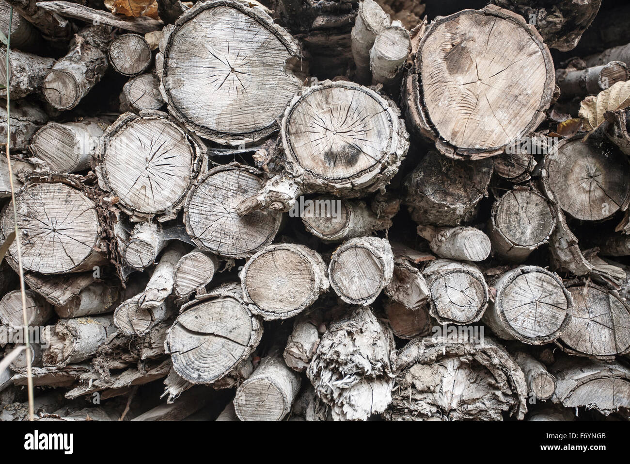Holzwand aus gehackten faulen Protokolle Stockfoto