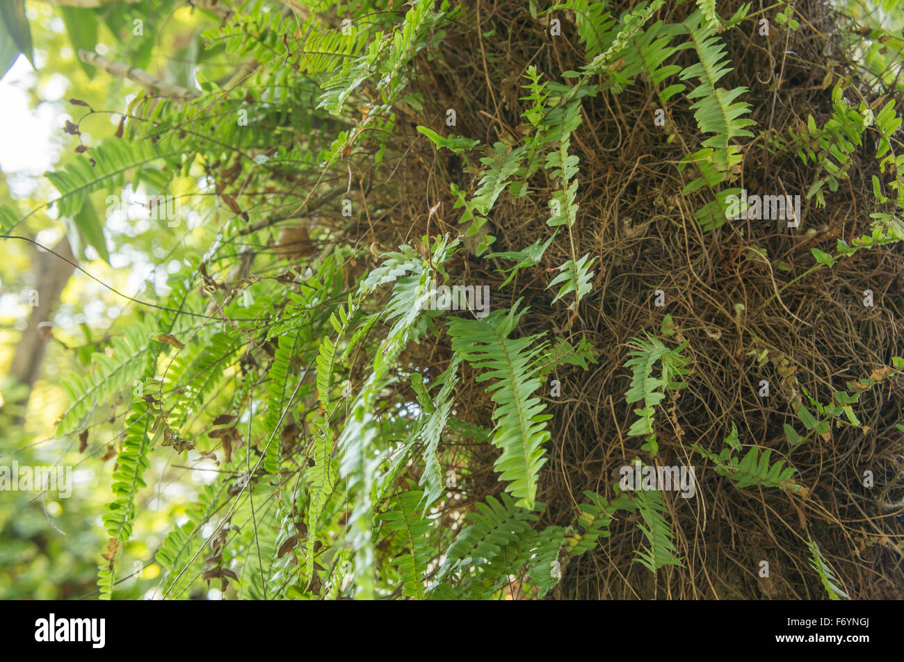 Farn Blatt Baum natürlichen grünen Garten flora Stockfoto