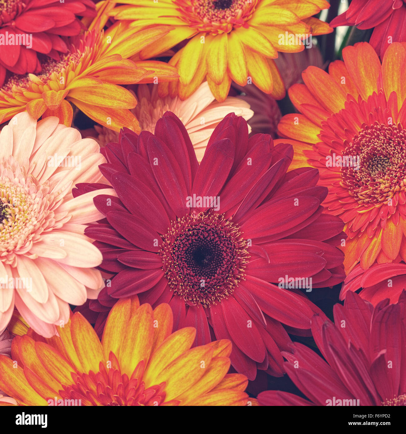 Schöne Gerbera Blumen blühen, Vintage-Ton-Hintergrund Stockfoto