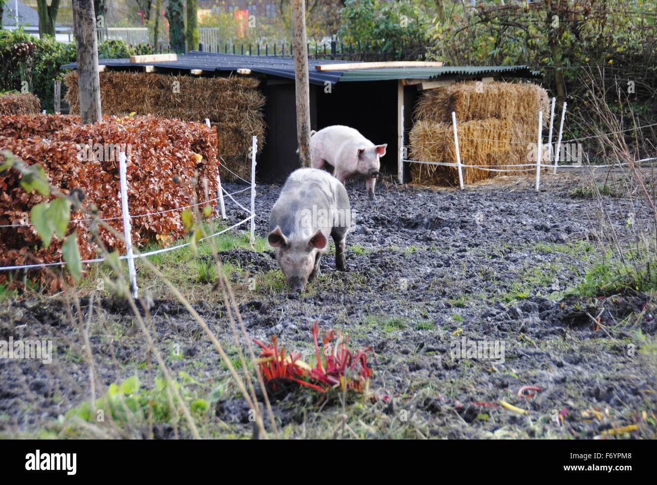 Schweine, auf der Suche nach Nahrung in den Schlamm Stockfoto