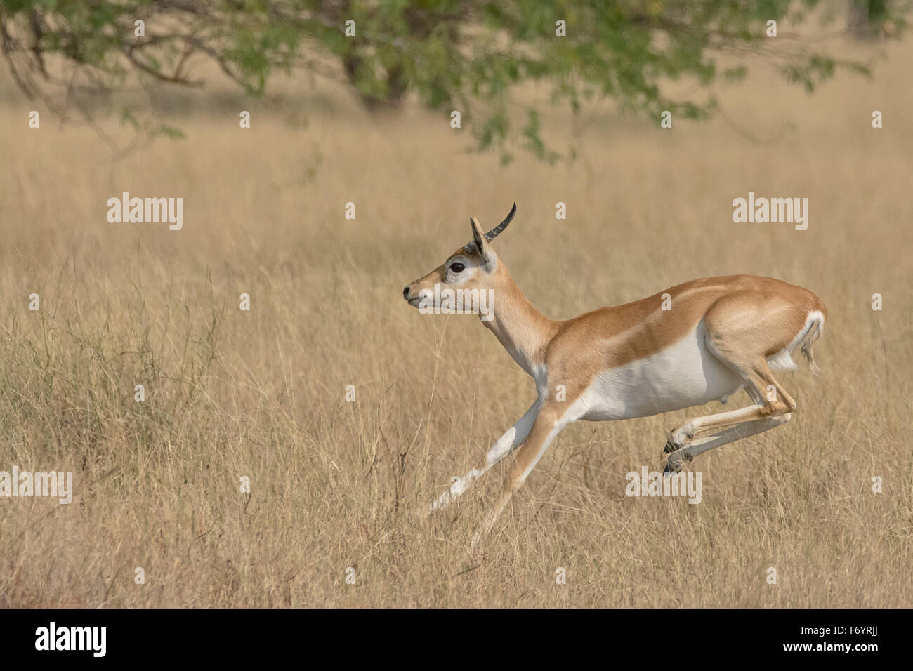 Blackbuck (magische Cervicapra) sprang im Velavadar National Park, Gujarat, Indien Stockfoto