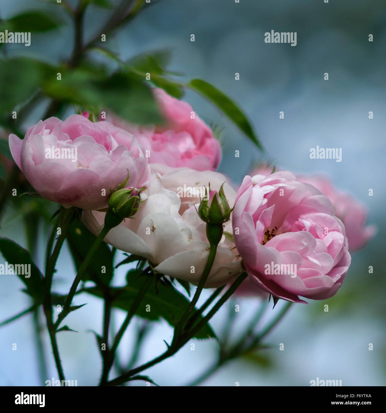 Strauß rosa Rosen auf blauem Bokeh Hintergrund Stockfoto