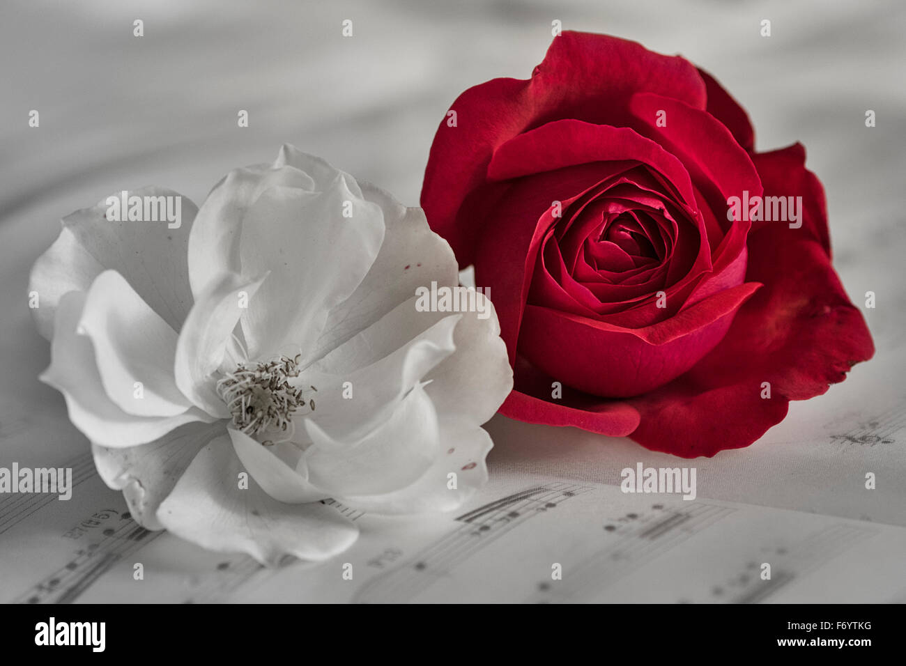 Rose und Musik Blätter mit Notizen Stockfoto