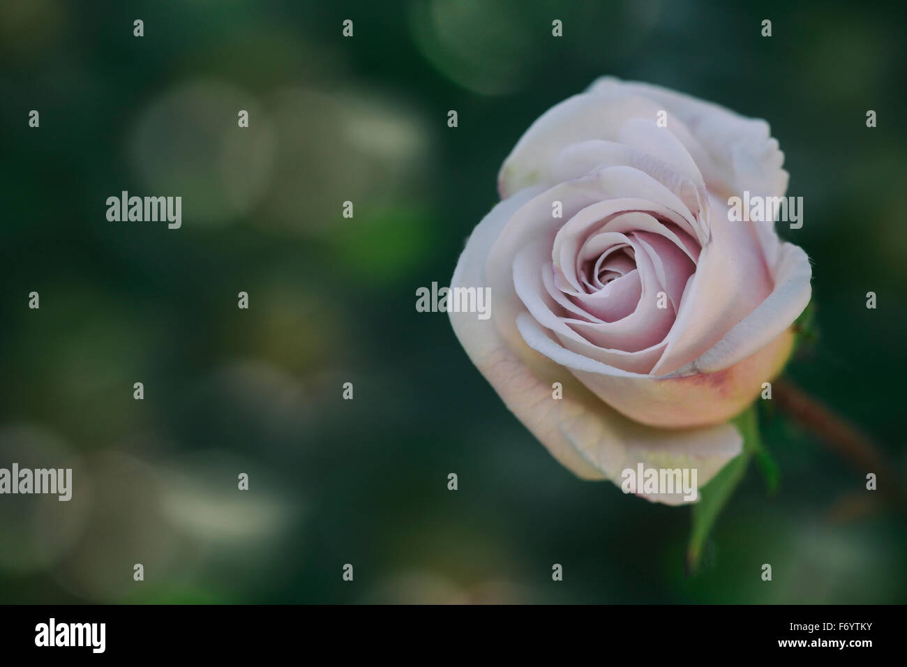 Rosa rose weichen Bokeh im Hintergrund Stockfoto