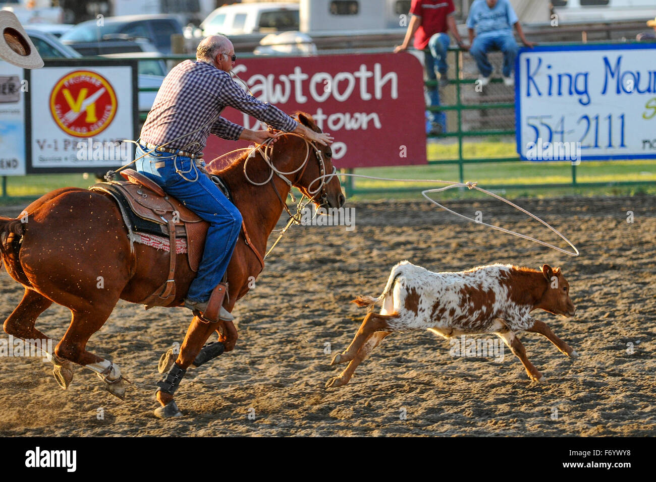 Cowboy jagt eine Kalb beim Rodeo in Arco Idaho USA Stockfoto