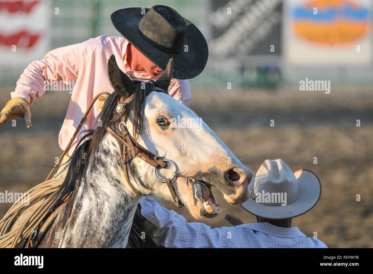 Cowboy reitet sein Pferd beim Rodeo in Arco in Idaho Stockfoto