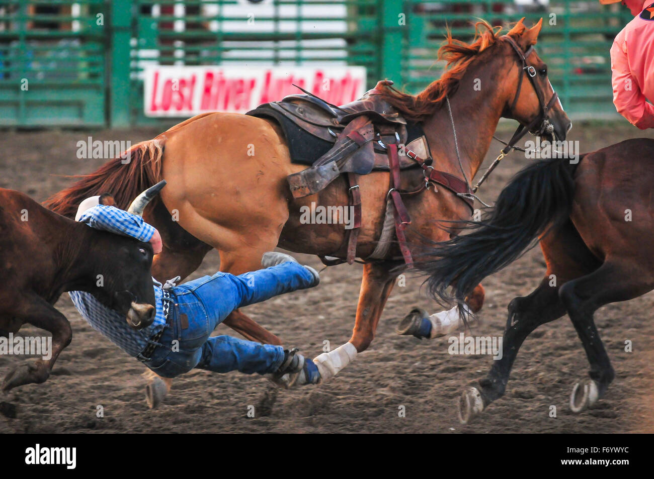 Wettbewerb beim Rodeo in Idaho, Hexe Cowboy ist der schnellste in den Fang einer Kuh aus einem Reitpferd. Stockfoto