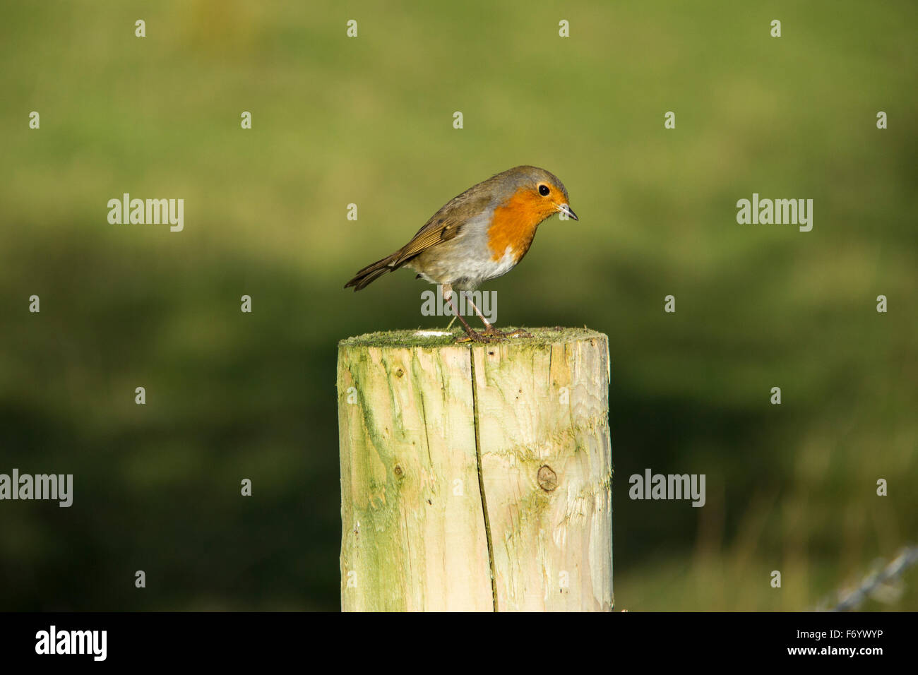 Rotkehlchen im Zoll Insel Wildfowl reserve Stockfoto
