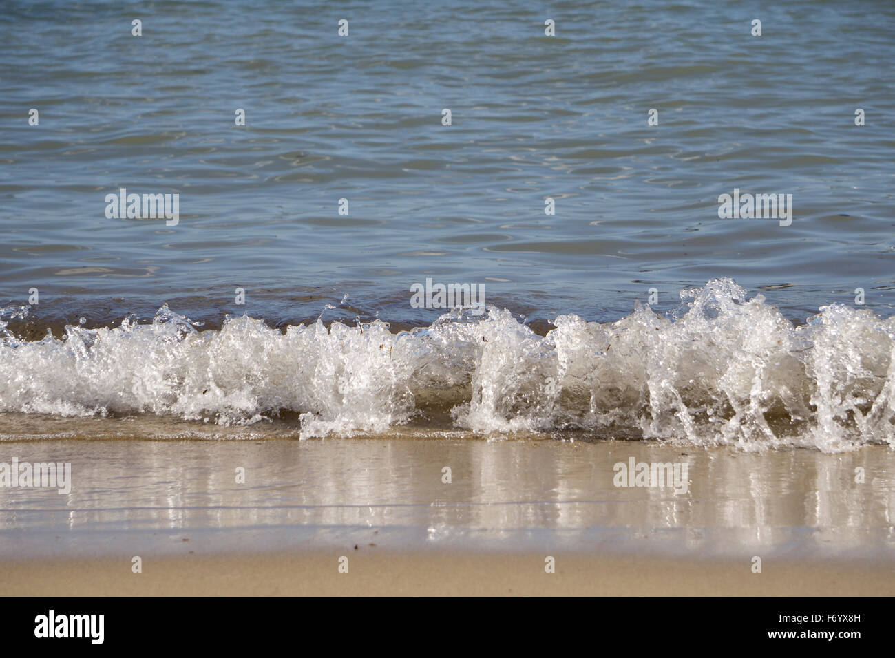 Halfter, Rollen auf einem sandigen Strand Wellen Stockfoto