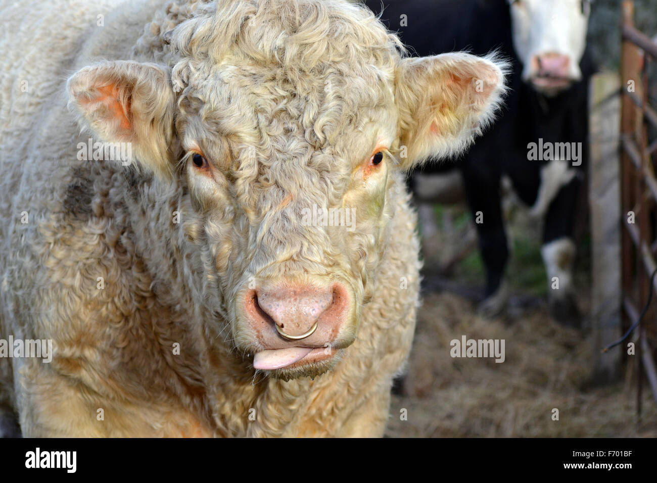 Stier mit Ring in der Nase Stockfoto