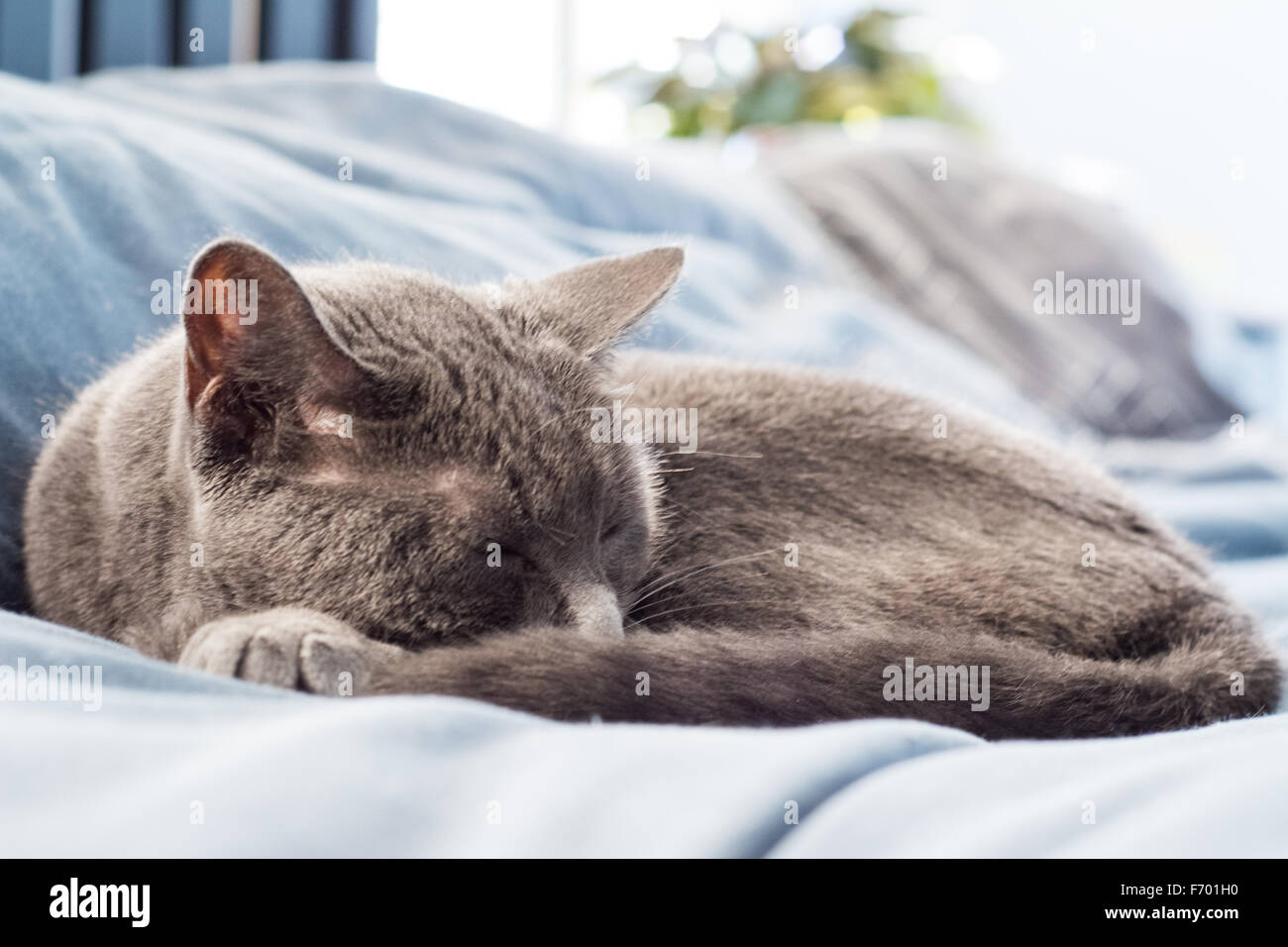 Eine graue Katze ruhen auf einem Bett Stockfoto