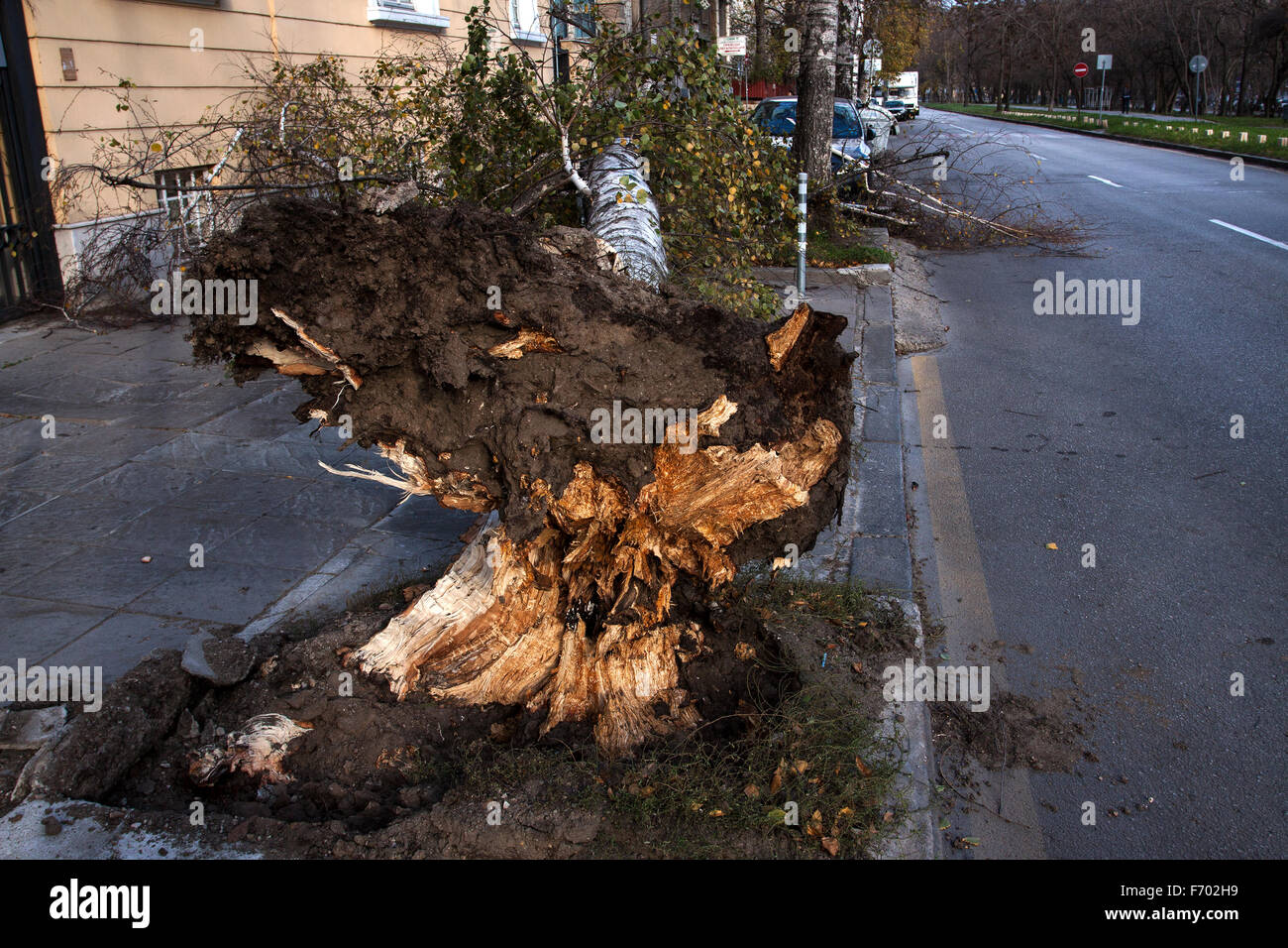 Sofia, Bulgarien - 22. November 2015: Auto gefangen unter umgestürzten Baum nach Sturm am 22. November 2015 in Sofia, Bulgarien Stockfoto