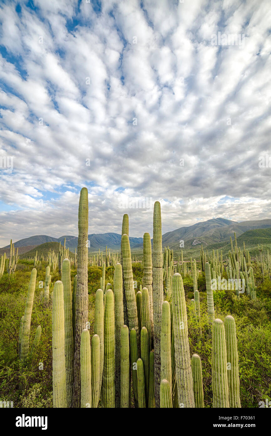 Kaktus unter Cirricumulus Wolken in der Nähe von Zapotitlan, Puebla, Mexiko. Stockfoto
